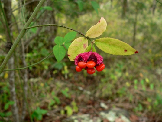 {Euonymus americanus}